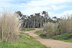 Presqu'ile de giens - Pinien und Schilf